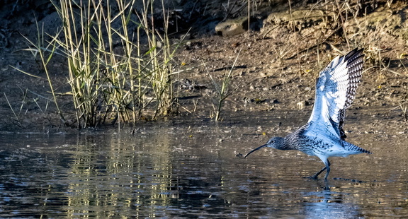 Courlis cendré Numenius arquata - Eurasian Curlew