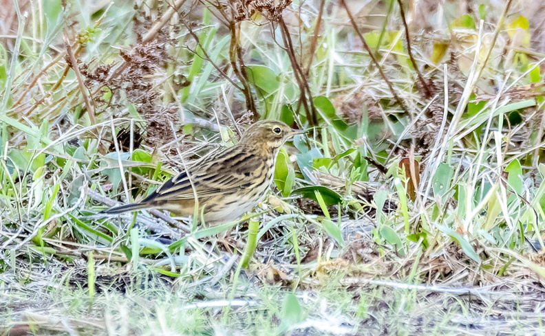 Pipit farlouse Anthus pratensis - Meadow Pipit