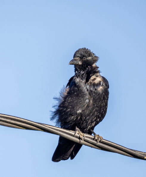 Corneille noire Corvus corone - Carrion Crow