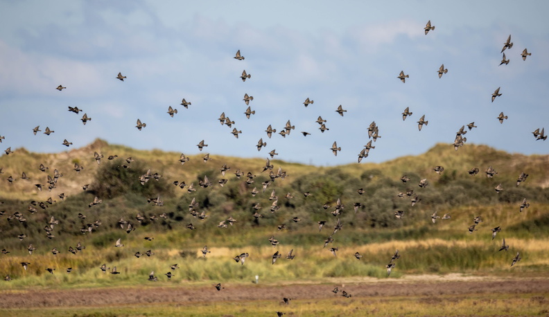 Étourneau sansonnet Sturnus vulgaris - Common Starling