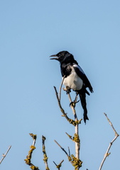 Pie bavarde Pica pica - Eurasian Magpie