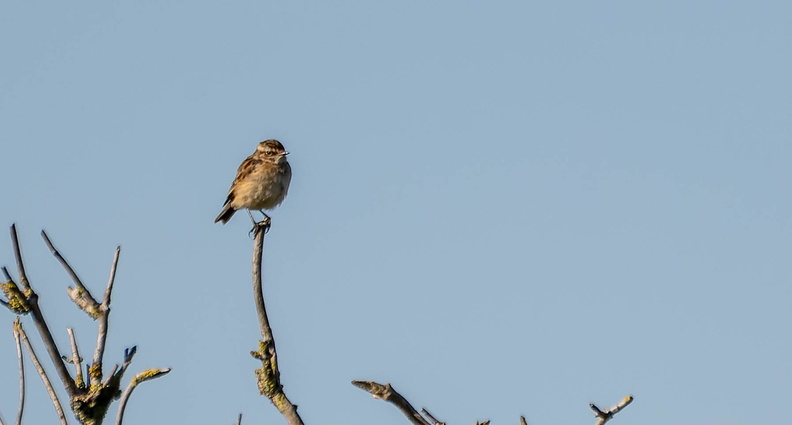 Tarier des prés Saxicola rubetra - Whinchat