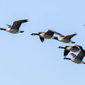 Bernache du Canada Branta canadensis - Canada Goose