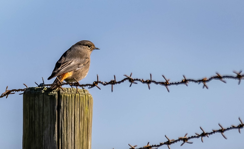 Rougequeue noir Phoenicurus ochruros - Black Redstart