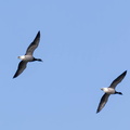 Bernache cravant Branta bernicla - Brant Goose