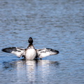 Fuligule morillon Aythya fuligula - Tufted Duck