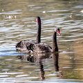 Cygne noir Cygnus atratus - Black Swan