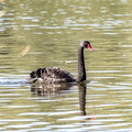 Cygne noir Cygnus atratus - Black Swan