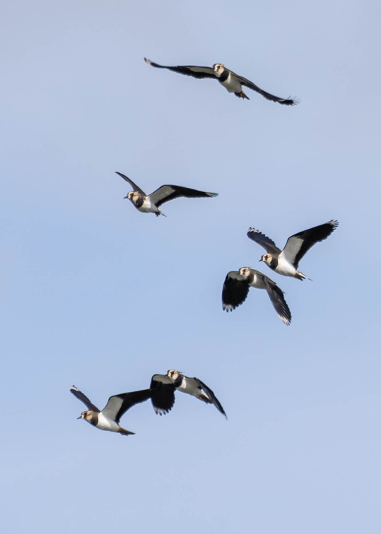 Vanneau huppé Vanellus vanellus - Northern Lapwing