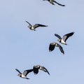 Vanneau huppé Vanellus vanellus - Northern Lapwing