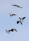 Vanneau huppé Vanellus vanellus - Northern Lapwing