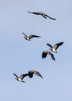 Vanneau huppé Vanellus vanellus - Northern Lapwing
