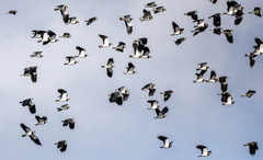 Vanneau huppé Vanellus vanellus - Northern Lapwing