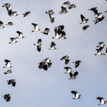 Vanneau huppé Vanellus vanellus - Northern Lapwing