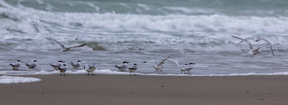 Sterne caugek Thalasseus sandvicensis - Sandwich Tern