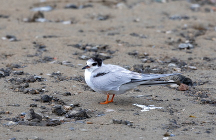 Sterne pierregarin Sterna hirundo - Common Tern
