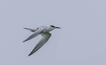 Sterne caugek Thalasseus sandvicensis - Sandwich Tern