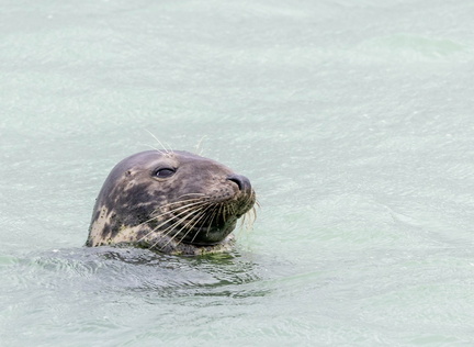  phoque veau-marin, ou phoque commun (Phoca vitulina)