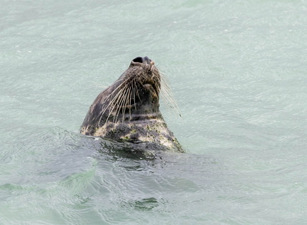  phoque veau-marin, ou phoque commun (Phoca vitulina)