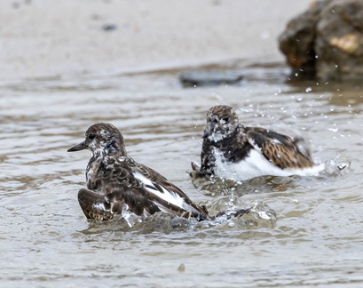 Tournepierre à collier Arenaria interpres - Ruddy Turnstone