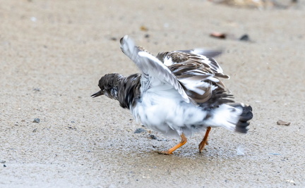 Tournepierre à collier Arenaria interpres - Ruddy Turnstone