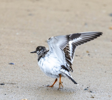 Tournepierre à collier Arenaria interpres - Ruddy Turnstone