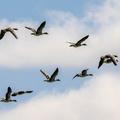 Oie cendrée Anser anser - Greylag Goose