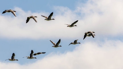 Oie cendrée Anser anser - Greylag Goose