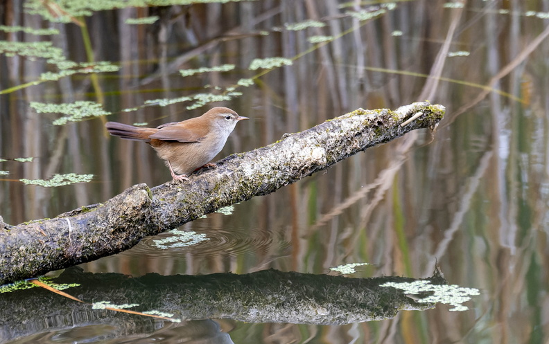 Bouscarle de Cetti Cettia cetti - Cetti's Warbler