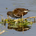  Gallinule poule-d'eau Gallinula chloropus - Common Moorhen (juvenile)