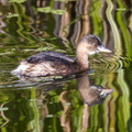 Grèbe castagneux Tachybaptus ruficollis - Little Grebe