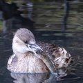 Grèbe castagneux Tachybaptus ruficollis - Little Grebe