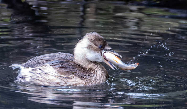 2J8A6523-CR3_DxO_DeepPRIME bis.jpg