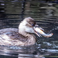 Grèbe castagneux Tachybaptus ruficollis - Little Grebe