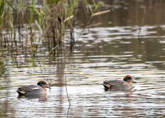  Sarcelle d'hiver Anas crecca - Eurasian Teal