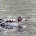 Sarcelle d'hiver Anas crecca - Eurasian Teal