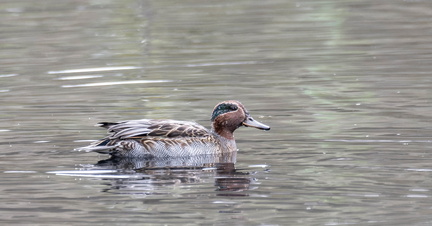 Sarcelle d'hiver Anas crecca - Eurasian Teal