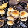 Psilocybe cubensis