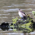  Grèbe castagneux Tachybaptus ruficollis - Little Grebe