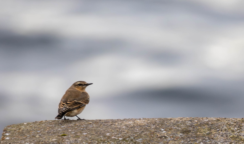 Traquet motteux Oenanthe oenanthe - Northern Wheatear