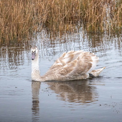 cygne