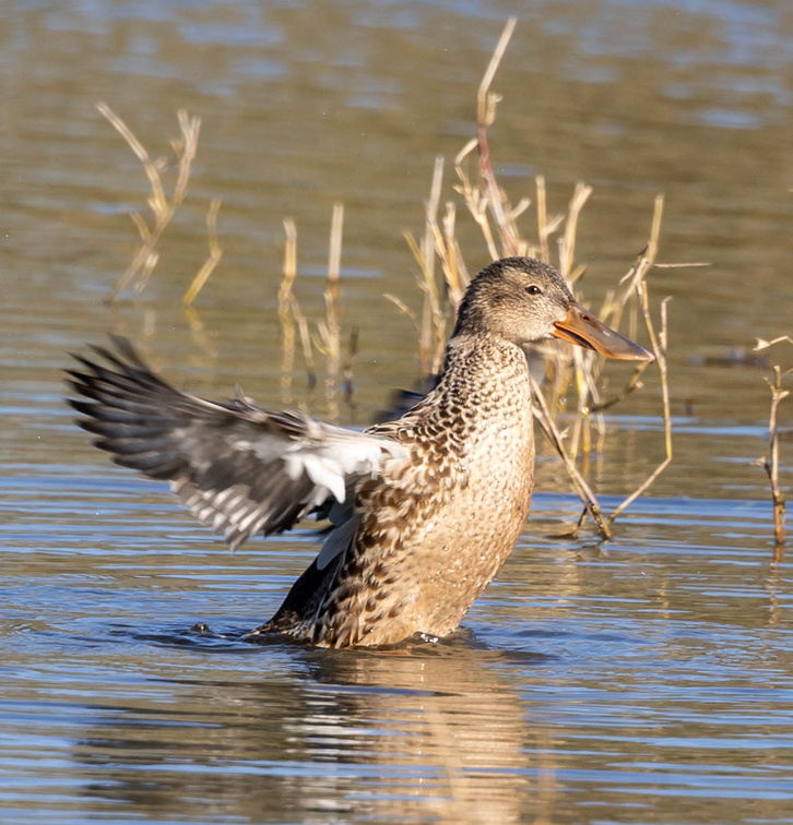 Canard souchet Spatula clypeata - Northern Shoveler