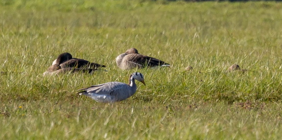 Oie à tête barrée Anser indicus - Bar-headed Goose et Oie cendrée Anser anser - Greylag Goose