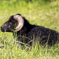 Hebridean (Mouton)
