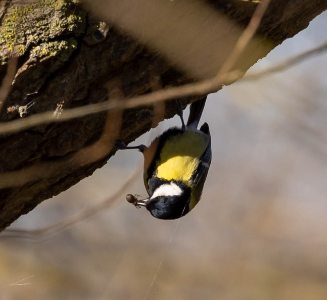 Mésange charbonnière Parus major - Great Tit