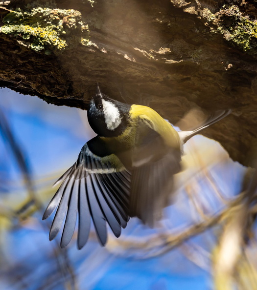 Mésange charbonnière Parus major - Great Tit