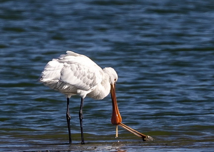 Spatule blanche Platalea leucorodia - Eurasian Spoonbill