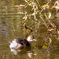 Grèbe castagneux Tachybaptus ruficollis - Little Grebe
