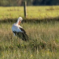 Cigogne blanche Ciconia ciconia - White Stork