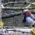 Canard mandarin Aix galericulata - Mandarin Duck